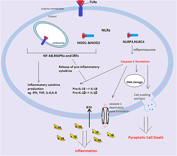 Pyroptosis_mechanism