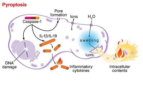 Pyroptosis_1