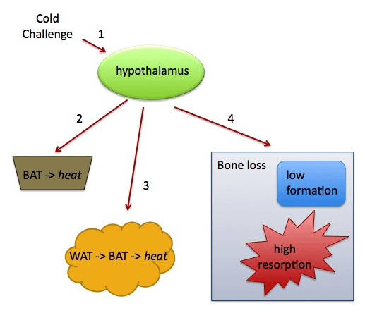 discovery_medicine_clifford_j_rosen_no_58_figure_1