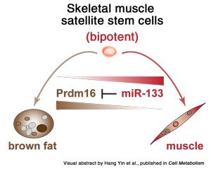 VisualAbstractYin-et-al300wcredit