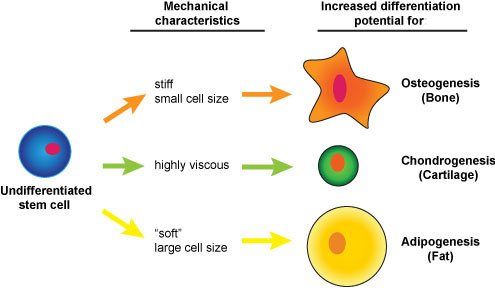 Stemcells1_0