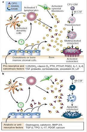 osteoclast-2