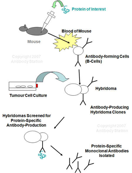 monoclonal-antibody-product