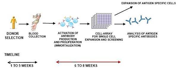 human monoclonal antibody production