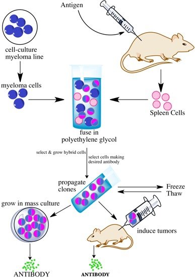 Monoclonal_antibodies_smaller