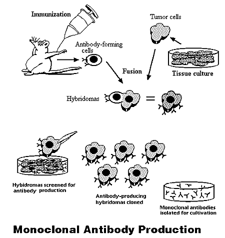 monoclonal