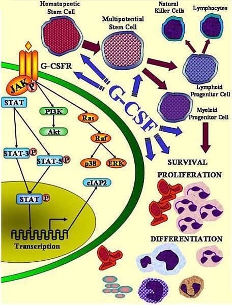 fig1