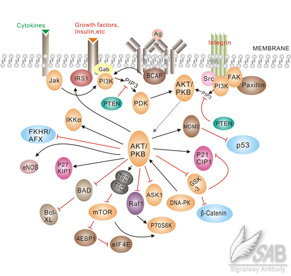 Akt_Pathway