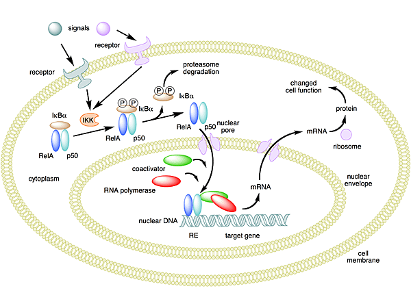 800px-NFKB_mechanism_of_action