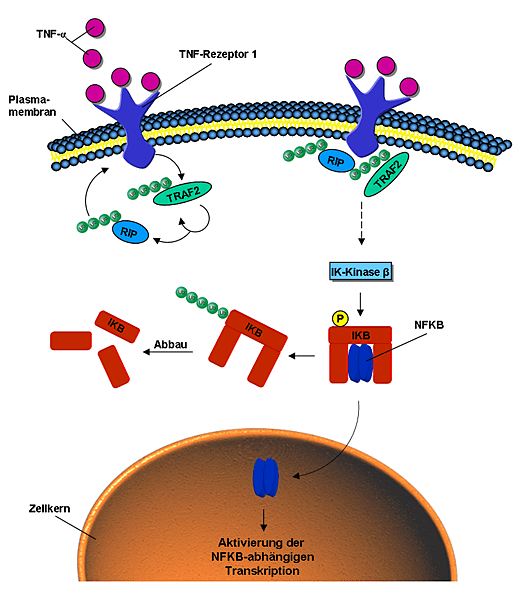 NFKB-pathway