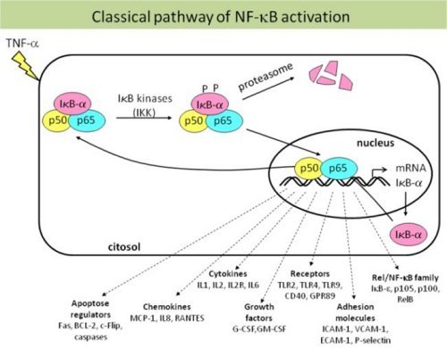 NF-kBclassicalpathway