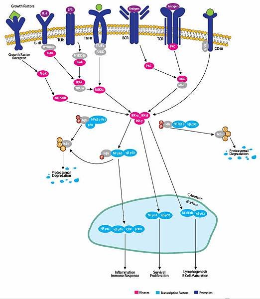 nfkb_pathway