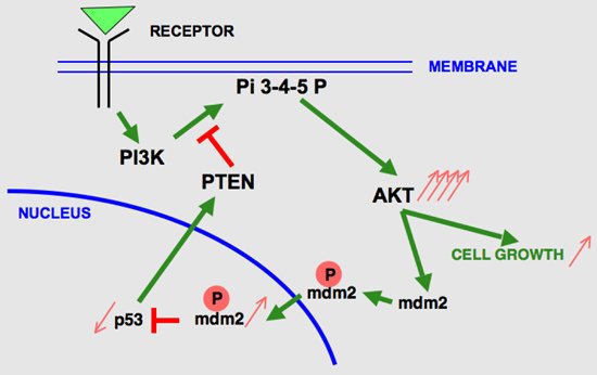 cancer_p53_7