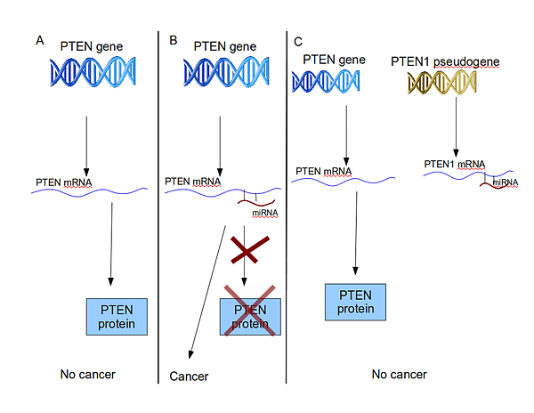 PTEN-fig