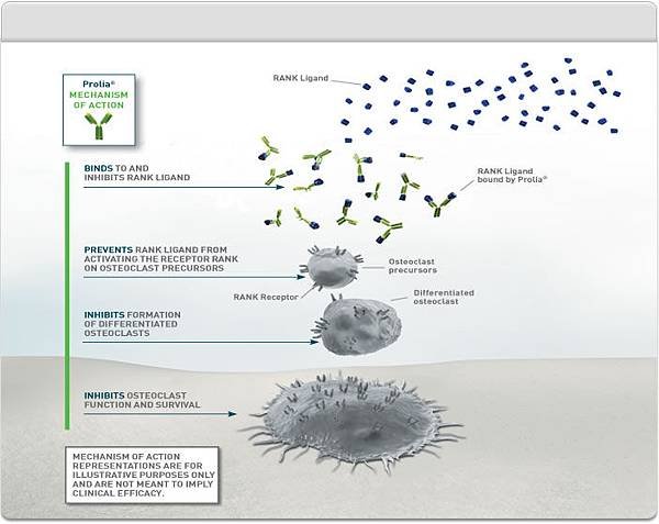 2.4_about-prolia_moa_chart1