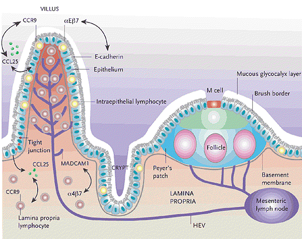 267_mehandru_saurabh_fig1_680