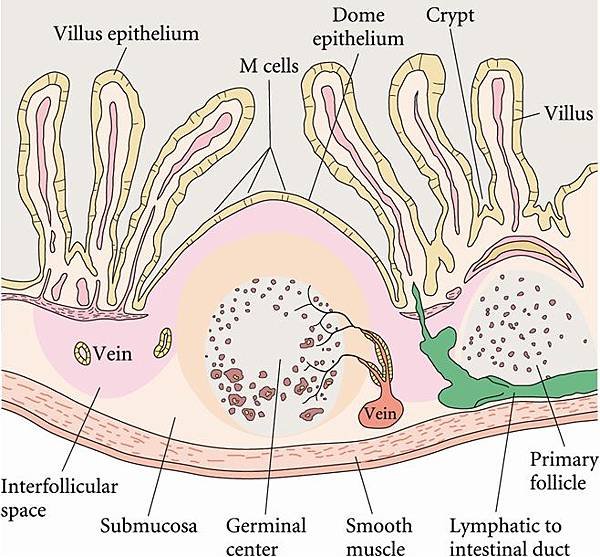 m_cells