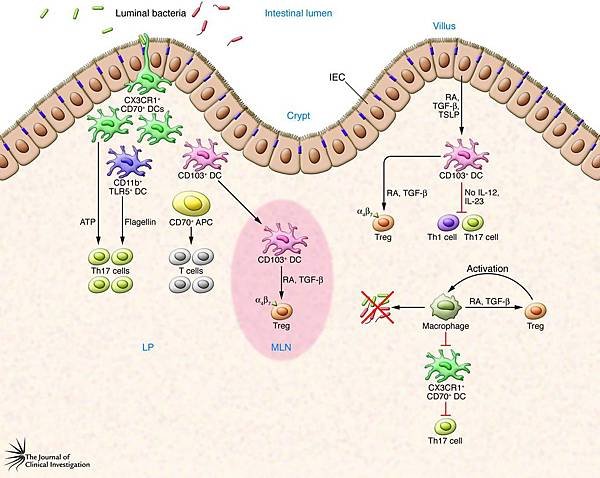 Dendritic-cells-and-homeostasis