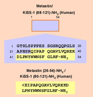 metastin kiss 1 sequence