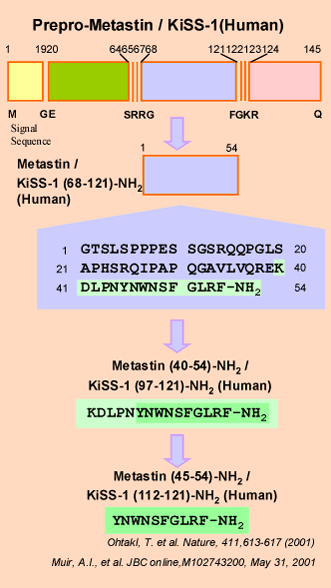 Metastin