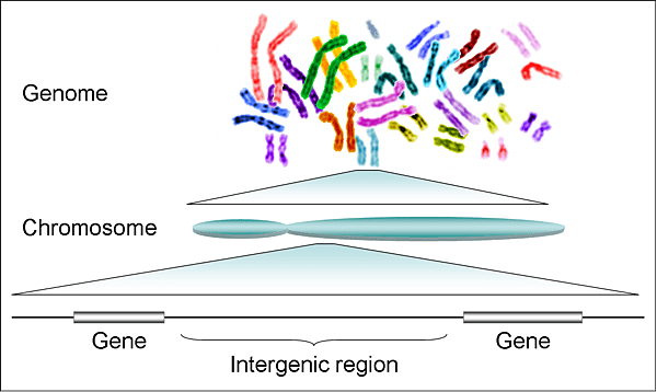 Human_genome_to_genes