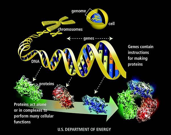 genome-glossary