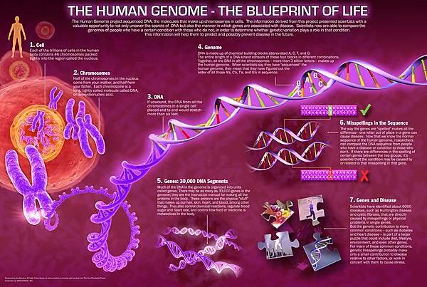 The-Human-Genome