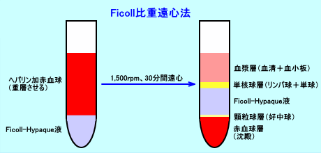 Ficoll2image11