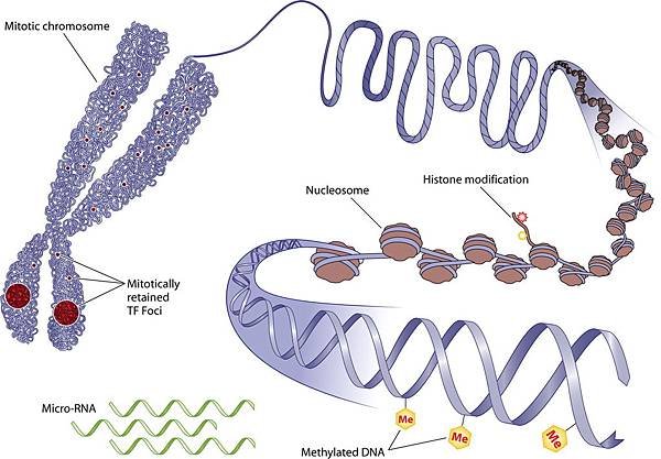 Mechanisms-of-epigenetics