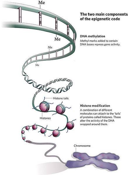 DNA-methylation-image