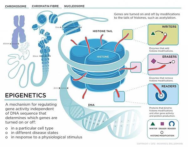 epigenetics_large-1024x804