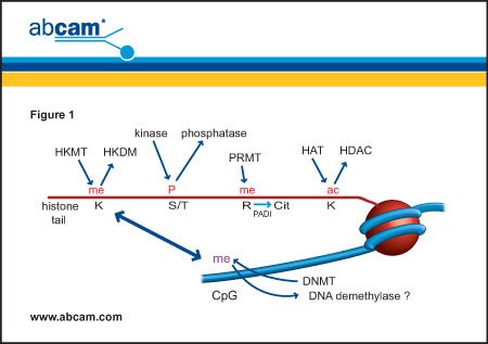 Epigenetics01