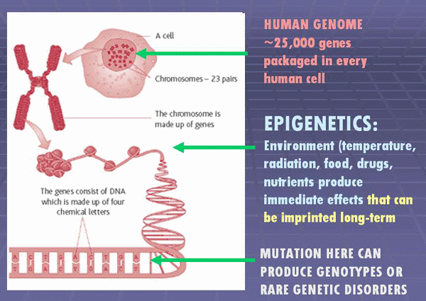 Epigenetics