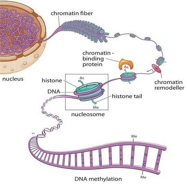 Central Nervous System