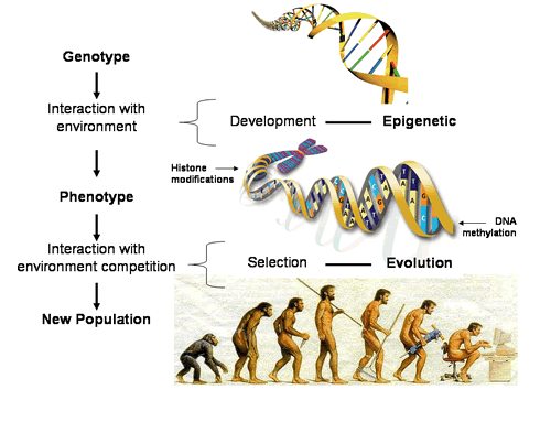 evolution