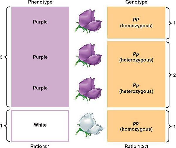 14_06PhenotypeVsGenotype_L