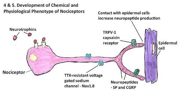 Chemical_physiological_phenotype_of_nociceptors