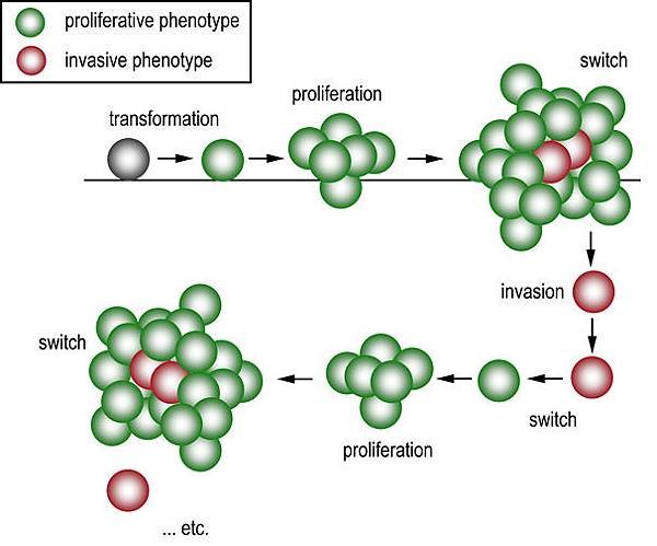 model_for_metastatic_potential_3