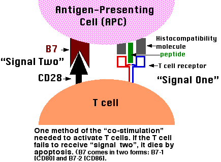 Costimulation