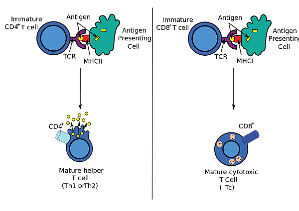 842px-Antigen_presentation.svg