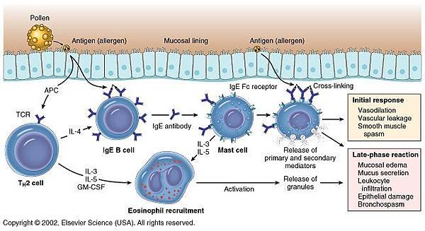 Antigen-presenting-cell-picture