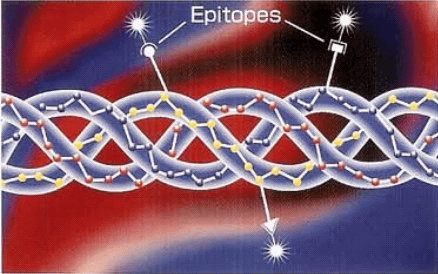 epitopes