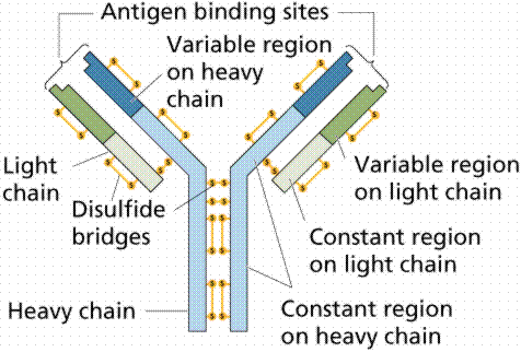 ANTIBODY