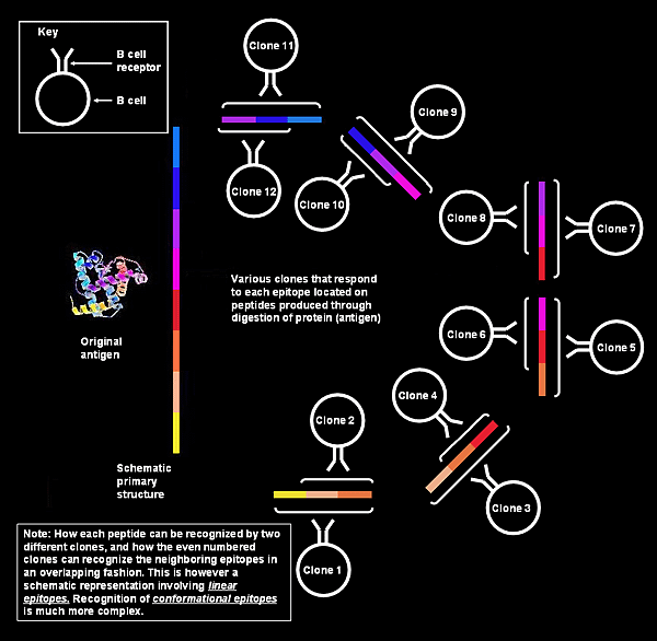 Schematic_diagram_showing_Polyclonal_Response_by_B_cells_against_Linear_Epitopes