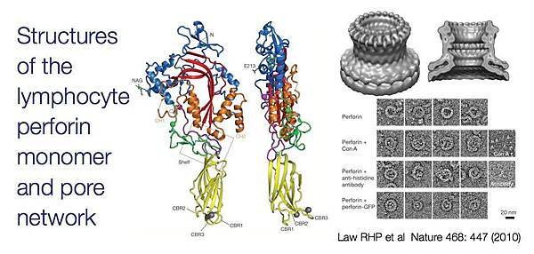 perforin_structure