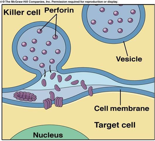 NKcell2