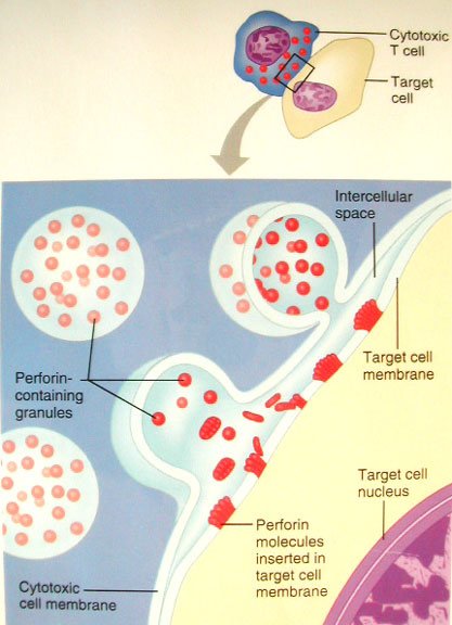 perforin-action