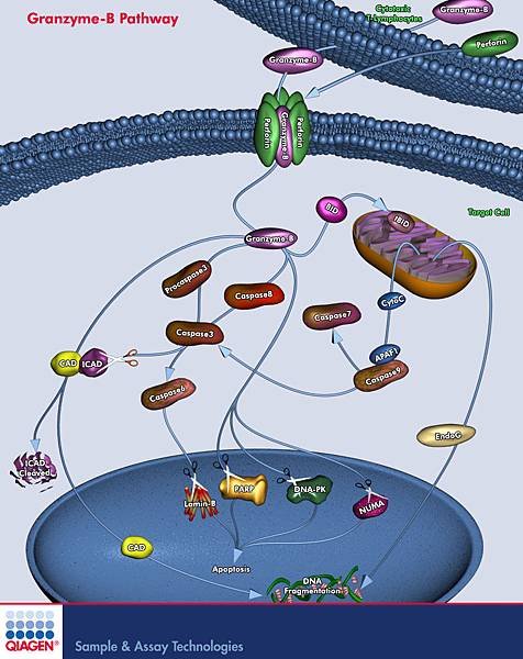 Granzyme-B Pathway