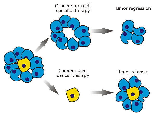 800px-Cancer_stem_cells_text_resized.svg