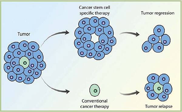 Cancer Stem Cell Therapy(1)